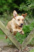 DOG 18 NR0114 01
Yellow Labrador Retriever Jumping Through Wooden Fence