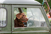 DOG 18 NR0118 01
Chocolate Labrador Retriever Looking Out Window Of Old Car