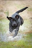 DOG 18 NR0119 01
Black Labrador Retriever Splashing Through Water