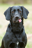 DOG 18 NR0120 01
Portrait Of Black Labrador Retriever With Tongue Out Sitting On Grass