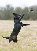 DOG 18 NR0121 01
Portrait Of Black Labrador Retriever Fetching Ball