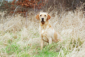 DOG 18 NR0122 01
Yellow Labrador Retriever Sitting On Grass