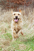 DOG 18 NR0123 01
Yellow Labrador Retriever Running Through Grass