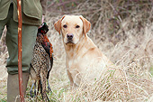 DOG 18 NR0124 01
Yellow Labrador Retriever Sitting In Grass By Owner