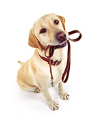 DOG 18 RK0010 19
Wide Angle Shot Of Yellow Labrador Sitting With Leash In Mouth On White Seamless