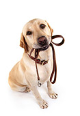 DOG 18 RK0010 23
Wide Angle Shot Of Yellow Labrador Sitting With Leash In Mouth On White Seamless