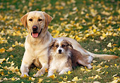 DOG 18 RK0015 21
Yellow Labrador And Terrier Mix Breed