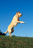 DOG 18 RK0020 04
Yellow Labrador Leaping By Trees Blue Sky
