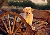 DOG 18 RK0050 09
Yellow Labrador Laying On Wagon