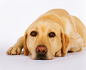 DOG 18 RK0060 03
Head Shot Of Yellow Labrador Retriever On White Seamless Studio