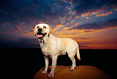 DOG 18 RK0093 01
Wide Angle Of Yellow Labrador Retriever Standing On Rock Sunset Cloud Background