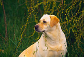DOG 18 RK0110 02
Shoulder Shot Of Yellow Labrador Sitting On Grass Looking Away Tree Leaves Hanging