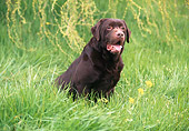 DOG 18 RK0123 02
Chocolate Labrador Sitting And Facing Camera On Tall Grass Hanging Leaves Background