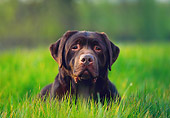 DOG 18 RK0139 01
Head Shot Of Chocolate Labrador Laying In Tall Grass Facing Camera