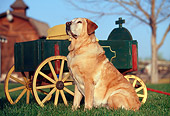 DOG 18 RK0161 07
Yellow Labrador Sitting On Grass By Wagon