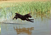 DOG 18 RK0177 03
Black Labrador Retriever Retrieving In Marsh