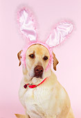 DOG 18 RK0189 03
Head Shot Of Yellow Labrador Wearing Rabbit Ears Pink Seamless