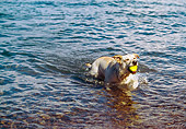 DOG 18 RK0201 03
Yellow Labrador Retriever Emerging From Water Holding Ball
