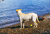 DOG 18 RK0204 01
Yellow Labrador Retriever On Shore By Water And Ball