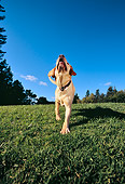 DOG 18 RK0216 08
Yellow Labrador Retriever Running On Grass Towards Camera Trees Blue Sky