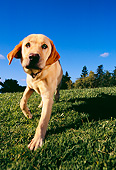 DOG 18 RK0216 10
Yellow Labrador Retriever Running On Grass Towards Camera Trees Blue Sky