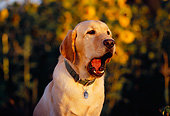 DOG 18 RK0217 03
Head Shot Of Yellow Labrador Retriever Sunflowers Background
