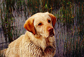 DOG 18 RK0322 02
Shoulder Shot Of Yellow Labrador Retriever Sitting In Marsh