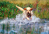 DOG 18 RK0323 06
Yellow Labrador Retriever Running Through Water Splashing