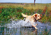 DOG 18 RK0323 27
Yellow Labrador Retriever Running Through Water Splashing