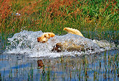 DOG 18 RK0323 38
Yellow Labrador Retriever Running Through Water Splashing