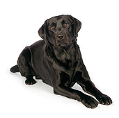 DOG 18 RK0347 01
Black Labrador Retriever Laying On White Seamless