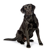 DOG 18 RK0362 01
Black Labrador Retriever Sitting On White Seamless
