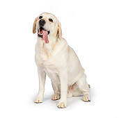 DOG 18 RK0366 01
Yellow Labrador Retriever Sitting On White Seamless