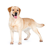 DOG 18 RK0367 01
Yellow Labrador Retriever Standing On White Seamless