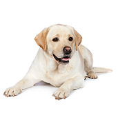 DOG 18 RK0368 01
Yellow Labrador Retriever Laying On White Seamless