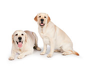 DOG 18 RK0369 01
Yellow Labrador Retrievers Laying And Sitting On White Seamless
