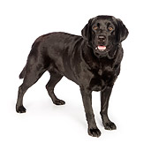 DOG 18 RK0370 01
Black Labrador Retriever Standing On White Seamless