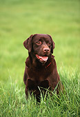 DOG 02 MR0011 01
Head Shot Of Chocolate Labrador Retriever Sitting On Grass