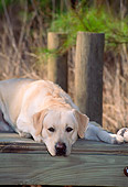 DOG 18 CE0002 01
Yellow Labrador Retriever Laying On Dock By Reeds