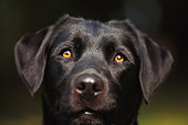 DOG 18 DB0001 01
Head Shot Of Black Labrador Retriever