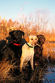 DOG 18 DB0002 01
Black Yellow And Chocolate Labrador Retriever Dogs By 
Water