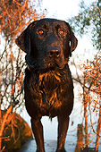 DOG 18 DB0003 01
Chocolate Labrador Retriever On Snow