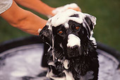 DOG 18 DB0008 01
Head Shot Of Black Labrador Retriever Getting Bath