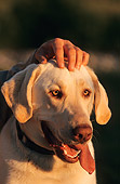 DOG 18 DB0011 01
Head Shot Of Yellow Labrador Retriever