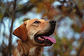 DOG 18 DB0014 01
Head Shot Of Yellow Labrador Retriever