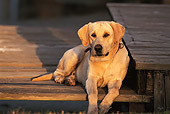 DOG 18 DB0024 01
Yellow Labrador Retriever Dog Laying On Dock At Dusk