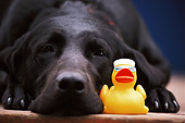 DOG 18 DB0026 01
Head Shot Of Black Labrador Retriever Laying With Rubber Ducky