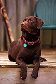 DOG 18 DB0030 01
Chocolate Labrador Retriever Laying On Wooden Deck