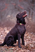DOG 18 DB0034 01
Portrait Profile Of Chocolate Labrador Retriever Sitting In Field