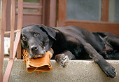 DOG 18 DB0036 01
Black Labrador Retriever Laying On Boot On Porch